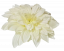 Dahlia hlava kvetu O 12cm biela & kremová umelá