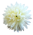 Artificial Chrysanthemum Head Ø 10cm Cream