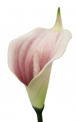 Kala virágfej habos 13cm krém, zöld, rózsaszín művirág
