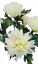 Chryzantémy kytica x5 50cm krémová umelá - Najlepšia cena