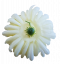 Główka kwiatu chryzantemy O 13cm kremowa sztuczna